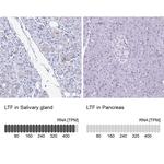 Lactoferrin Antibody in Immunohistochemistry (Paraffin) (IHC (P))