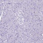 Lactoferrin Antibody in Immunohistochemistry (Paraffin) (IHC (P))