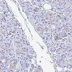 Lactoferrin Antibody in Immunohistochemistry (Paraffin) (IHC (P))