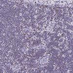 RUNX3 Antibody in Immunohistochemistry (Paraffin) (IHC (P))