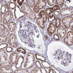 OR10R2 Antibody in Immunohistochemistry (Paraffin) (IHC (P))