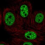 EHMT2 Antibody in Immunocytochemistry (ICC/IF)