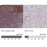 DUT Antibody in Immunohistochemistry (Paraffin) (IHC (P))