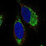 EDG6 Antibody in Immunocytochemistry (ICC/IF)