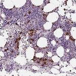 Myeloperoxidase Antibody in Immunohistochemistry (Paraffin) (IHC (P))