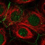 FBXL2 Antibody in Immunocytochemistry (ICC/IF)