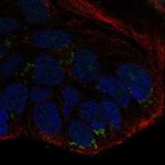 WNT10B Antibody in Immunocytochemistry (ICC/IF)