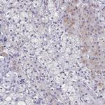 Synaptotagmin 2 Antibody in Immunohistochemistry (Paraffin) (IHC (P))