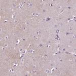 GPR37L1 Antibody in Immunohistochemistry (Paraffin) (IHC (P))