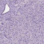 GPR37L1 Antibody in Immunohistochemistry (Paraffin) (IHC (P))