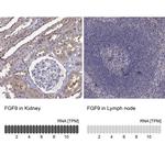 FGF9 Antibody in Immunohistochemistry (Paraffin) (IHC (P))