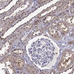 FGF9 Antibody in Immunohistochemistry (Paraffin) (IHC (P))