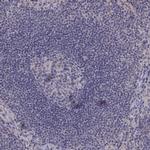 FGF9 Antibody in Immunohistochemistry (Paraffin) (IHC (P))