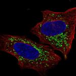 EDG6 Antibody in Immunocytochemistry (ICC/IF)