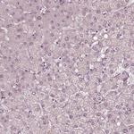 Fibulin 3 Antibody in Immunohistochemistry (Paraffin) (IHC (P))