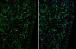 PLXND1 Antibody in Immunohistochemistry (Frozen) (IHC (F))