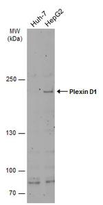 PLXND1 Antibody in Western Blot (WB)