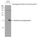 West Nile Virus Capsid Protein C Antibody in Western Blot (WB)