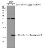 West Nile Virus Capsid Protein C Antibody in Western Blot (WB)