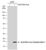 West Nile Virus Capsid Protein C Antibody in Western Blot (WB)