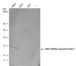 West Nile Virus Capsid Protein C Antibody in Western Blot (WB)