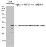 West Nile Virus NS1 Protein Antibody in Western Blot (WB)