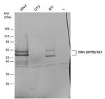 West Nile Virus NS1 Protein Antibody in Western Blot (WB)