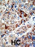 USP21 Antibody in Immunohistochemistry (Paraffin) (IHC (P))