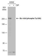 Phospho-c-Abl (Tyr245) Antibody in Western Blot (WB)