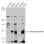 Phospho-c-Abl (Tyr245) Antibody in Western Blot (WB)