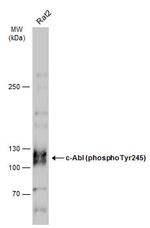 Phospho-c-Abl (Tyr245) Antibody in Western Blot (WB)