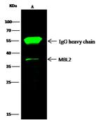 MBL2 Antibody in Immunoprecipitation (IP)