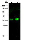 MBL2 Antibody in Western Blot (WB)