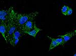 GDF3 Antibody in Immunocytochemistry (ICC/IF)