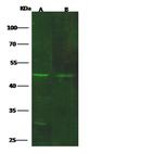 GDF3 Antibody in Western Blot (WB)