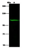 PAXBP1 Antibody in Western Blot (WB)