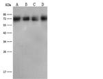 DLAT Antibody in Western Blot (WB)