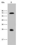 Sostdc1 Antibody in Western Blot (WB)