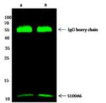 S100A6 Antibody in Immunoprecipitation (IP)