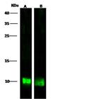 S100A6 Antibody in Western Blot (WB)