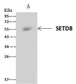 SETD8 Antibody in Immunoprecipitation (IP)