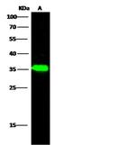 NUDT5 Antibody in Western Blot (WB)