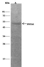 FUCA1 Antibody in Immunoprecipitation (IP)