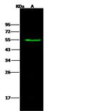 FUCA1 Antibody in Western Blot (WB)