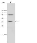 RBKS Antibody in Western Blot (WB)