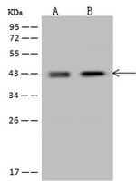 Nudel Antibody in Western Blot (WB)