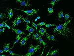 MRPL12 Antibody in Immunocytochemistry (ICC/IF)