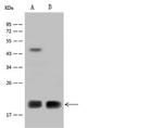 MRPL12 Antibody in Western Blot (WB)