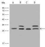 PDCD10 Antibody in Western Blot (WB)