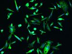 DENR Antibody in Immunocytochemistry (ICC/IF)